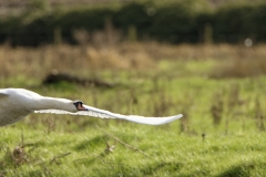 Mute Swan in Flight