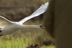 Mute Swan in Flight