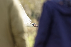 Mute Swan in Flight