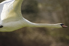 Mute Swan in Flight