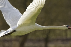 Mute Swan in Flight