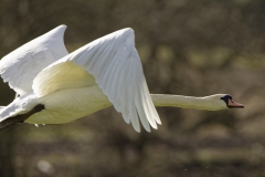 Mute Swan in Flight