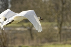 Mute Swan in Flight