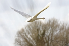 Mute Swan in Flight