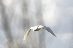 Mute Swan in Flight