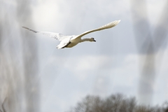 Mute Swan in Flight