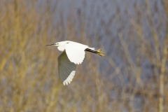 Mute Swan in Flight