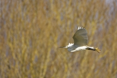 Little Egret in Flight