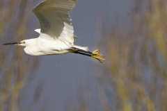 Little Egret in Flight