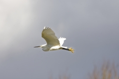 Little Egret in Flight