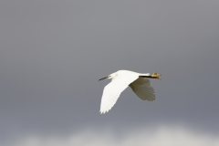 Little Egret in Flight