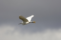 Little Egret in Flight