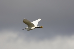 Little Egret in Flight
