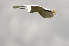 Little Egret in Flight