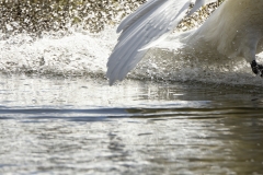 Mute Swan Landing