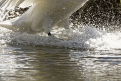 Mute Swan Landing