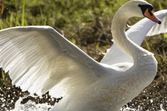 Mute Swan Landing