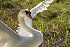 Mute Swan Landing