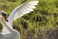 Mute Swan Landing