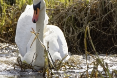 Mute Swan