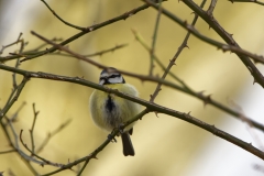 Great Tit