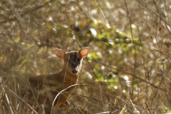 Munkjack Deer