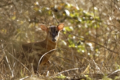 Munkjack Deer