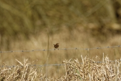 Wren