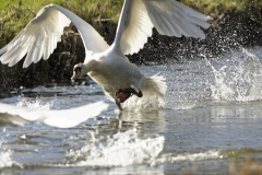 Swan in Flight