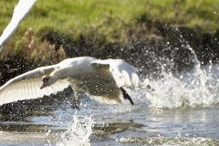 Swan in Flight