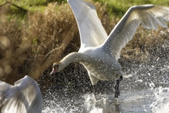 Swan in Flight