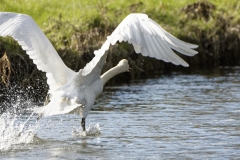 Swan in Flight