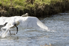 Swan in Flight