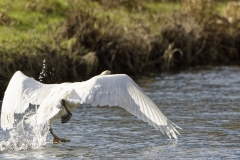 Swan in Flight