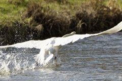 Swan in Flight