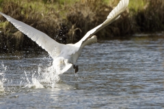 Swan in Flight