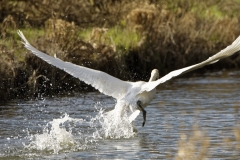 Mute Swan in Flight