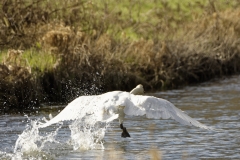 Mute Swan in Flight