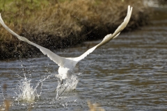 Mute Swan in Flight