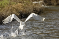 Mute Swan in Flight