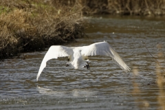 Mute Swan in Flight