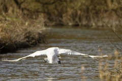 Mute Swan in Flight