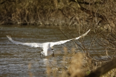 Mute Swan in Flight