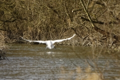 Mute Swan in Flight