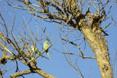 Wild Parakeet