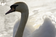 Mute Swan