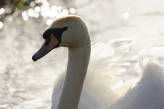 Mute Swan