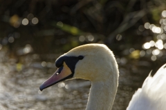 Mute Swan