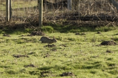 Wild Rabbit