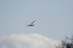 Little Egret in Flight